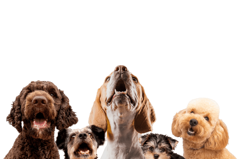 somos una guarderia y pension para perros-min