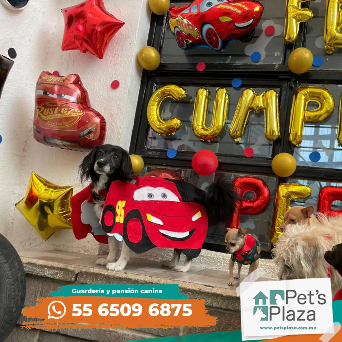 Fiestas para perro 008