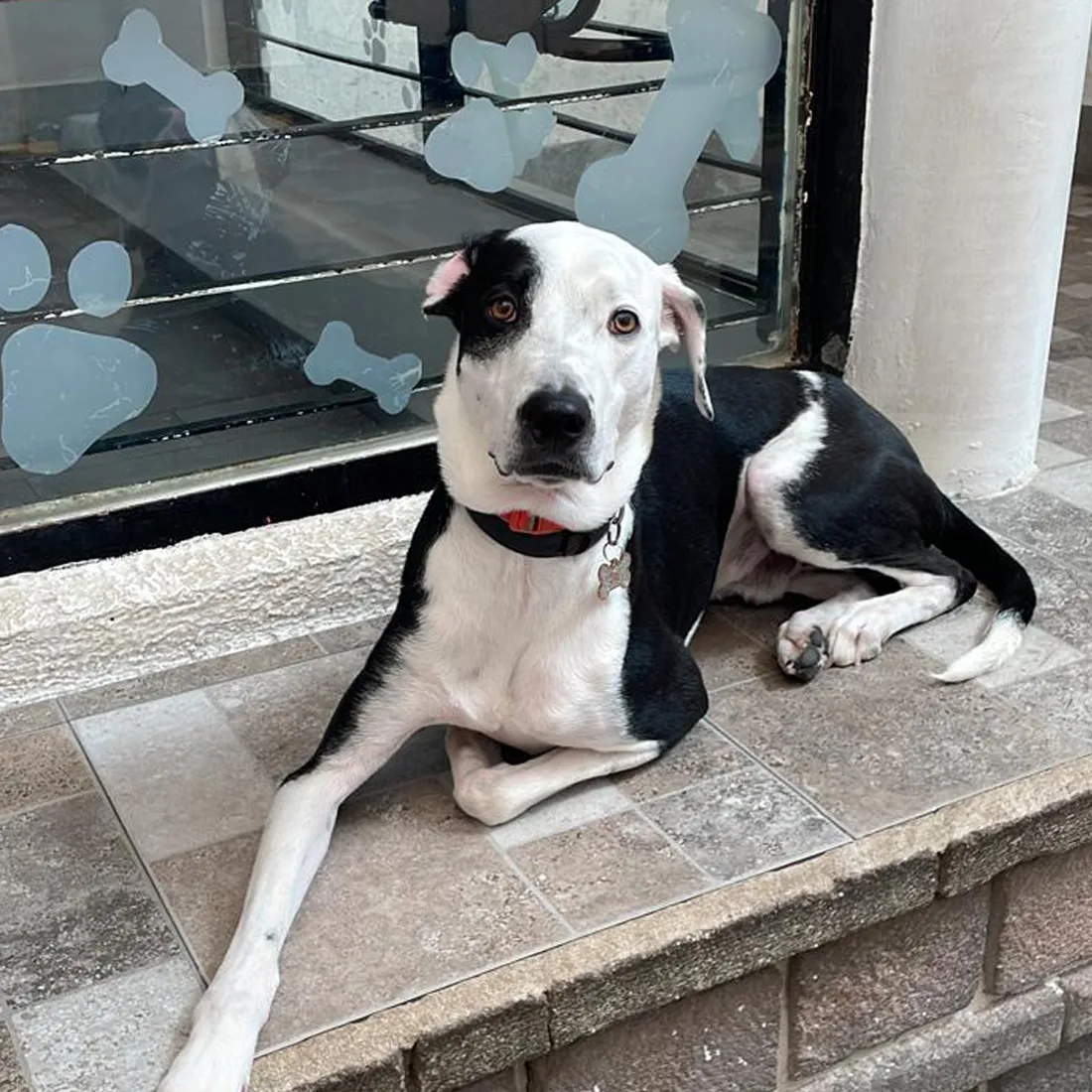 petsplaza_peludos_01