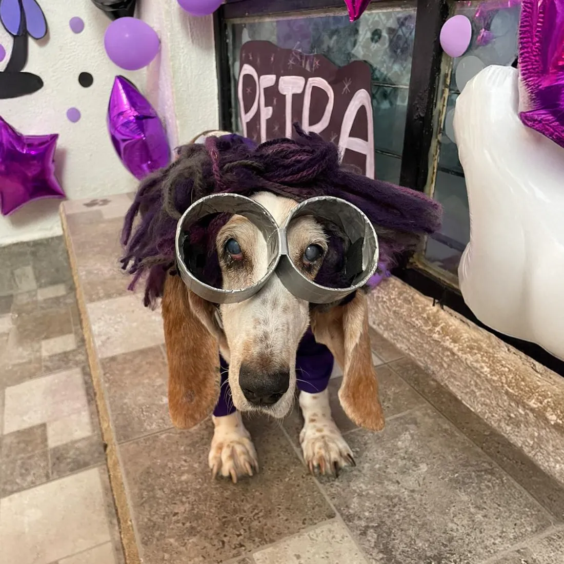 petsplaza_peludos_06